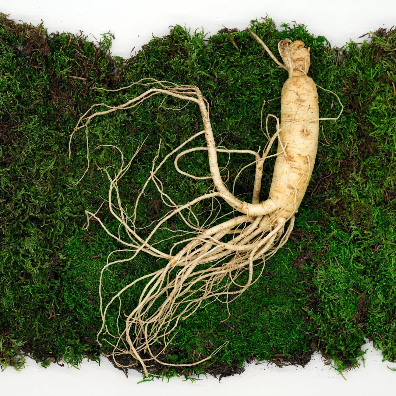 Ginseng root on a bed of green moss